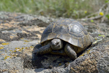 Greek turtle / Testudo graeca ibera