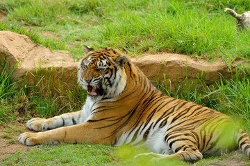 Bengal- or Asian tiger in sunny day with green background