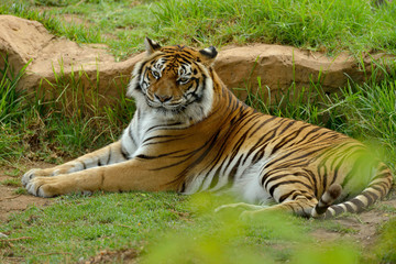 Bengal- or Asian tiger in sunny day with green background