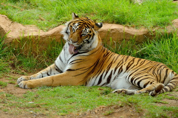Bengal- or Asian tiger in sunny day with green background