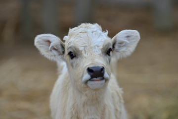 Portrait a pretty calf cow