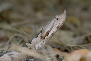 Horned viper in natural habitat (vipera ammodytes)