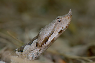 Horned viper in natural habitat (vipera ammodytes)