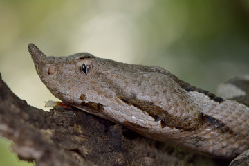 Horned viper in natural habitat (vipera ammodytes)