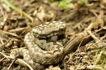Horned viper in natural habitat (vipera ammodytes)