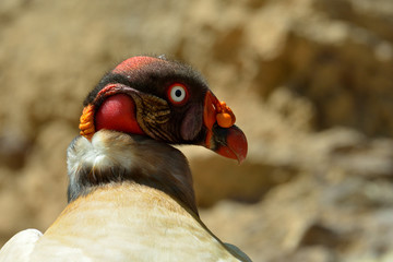 Eagle outdoor, close-up portrait