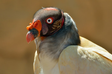 Eagle outdoor, close-up portrait