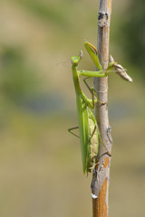 Insect outdoor (Mantis Religiosa) going up