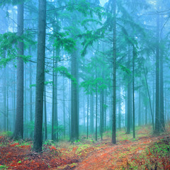 Fantasy forest