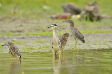 Black-crowned Night Heron (Nycticorax nycticorax)