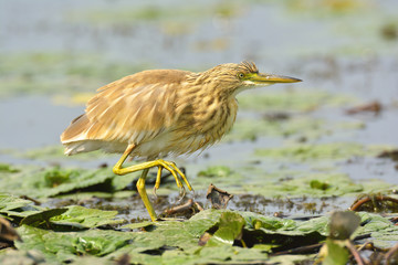 Golden heron (ardeola ralloides)