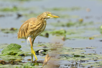 Golden heron (ardeola ralloides)