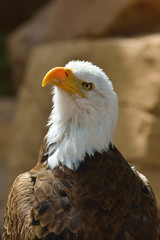The Bald Eagle (Haliaeetus leucocephalus) portrait