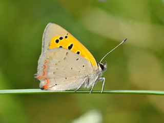 Plakat Butterfly in natural habitat