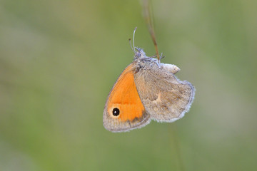 Butterfly in natural habitat (lycaena dispar)