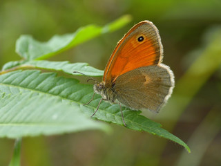 Butterfly in natural habitat (lycaena dispar)