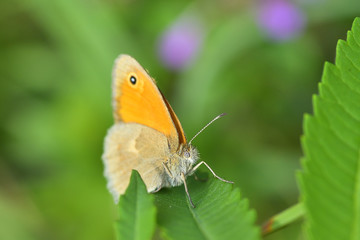 Butterfly in natural habitat (lycaena dispar)