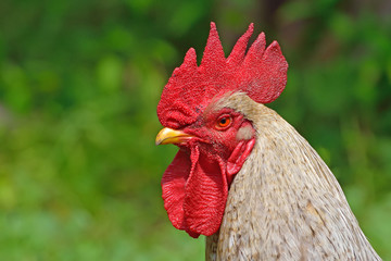 Cock