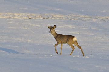 Obraz premium Deer