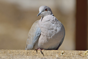 European Turtle dove