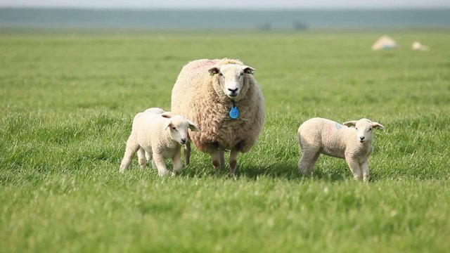 Sheep with lambs looking at the camera