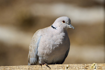 Eurasian Collared-Dove (Streptopelia decaocto)
