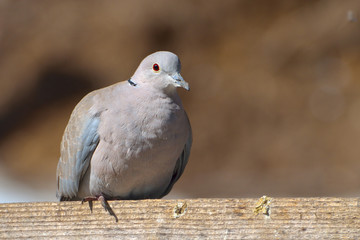 Eurasian Collared-Dove (Streptopelia decaocto)
