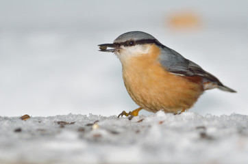 Nuthatch bird in natural habitat (sitta europaea)