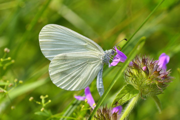 Beautiful white butterfly ( Leptidea sinapis)