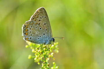 Fototapeta na wymiar Butterfly outdoor (polyommatus icarus)
