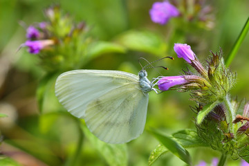 Beautiful white butterfly ( Leptidea sinapis)