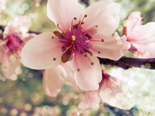 Fototapeta na wymiar Flowers of the cherry blossoms