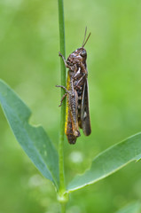 grasshopper