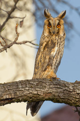 Long-eared Owl in a tree (Asio Otus)