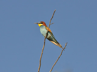 European bee-eater (Merops Apiaster) outdoor 