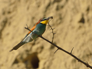 european bee-eater (Merops Apiaster) outdoor