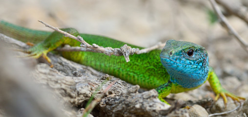 Naklejka na ściany i meble Male of green lizard (Lacerta viridis)