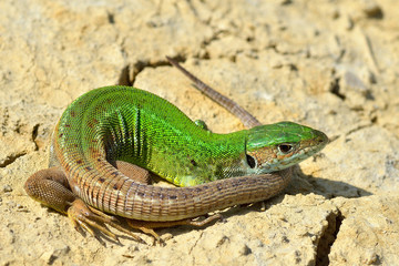 Male of green lizard (Lacerta viridis)