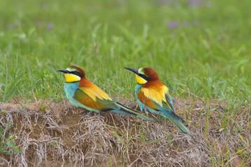European bee-eater (Merops Apiaster) outdoor 
