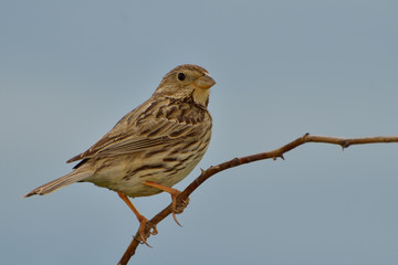 Close up Corn Bunting miliaria calandra