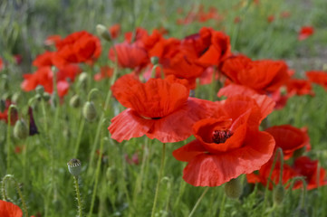Red wild poppies under the blue sky