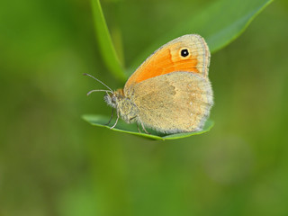 butterfly in natural habitat (Coenonympha pamphilus)