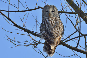 Ural owl in natural habitat (strix uralensis)