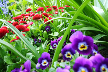 Obraz premium Beautiful red daisies