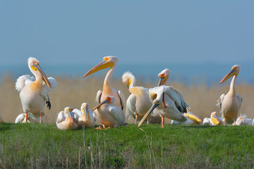 White Pelicans in natural habitat (pelecanus onocrotalus)