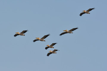 Fototapeta na wymiar White Pelicans in natural habitat (pelecanus onocrotalus)