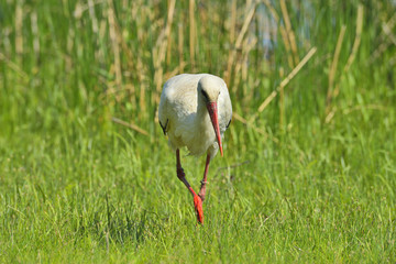 White stork in natural habitat (ciconia ciconia)