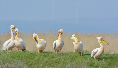 Pelicans in natural habitat (pelecanus onocrotalus)