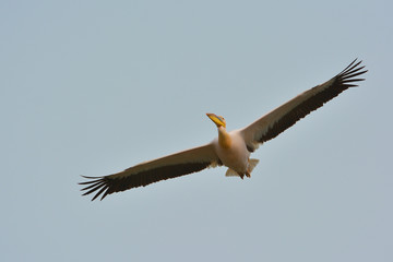 Pelicans in natural habitat