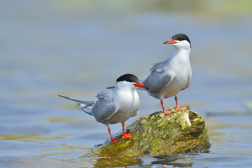 Common Tern in natural habitat (sterna hirundo)